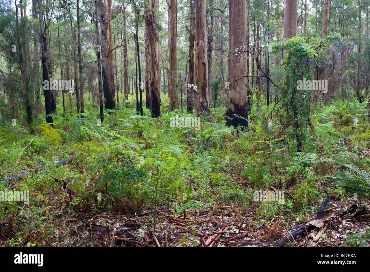 West-Australië bos legpuzzel online