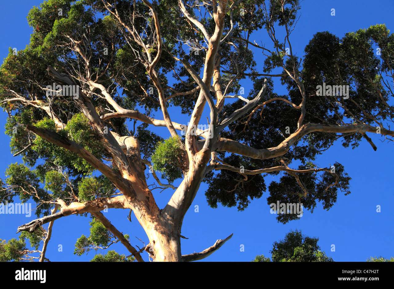 eukalyptus i västra Australien pussel på nätet