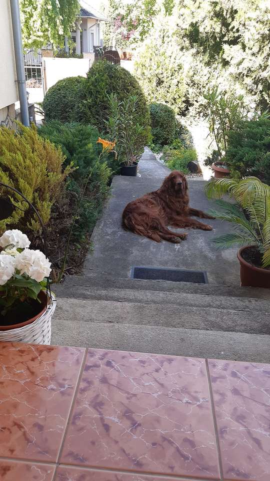 Кученце в градината онлайн пъзел