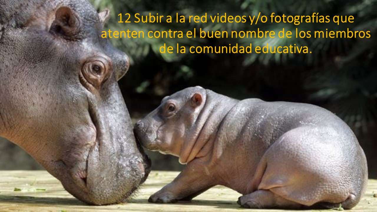 12 Subir a la red videos y/o fotografías que atent rompecabezas en línea