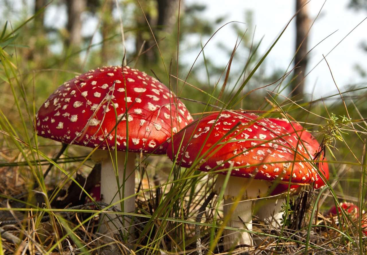 Fly agaric μανιτάρια παζλ online