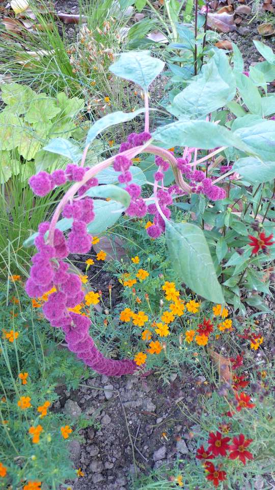 Flores do meu jardim bretão quebra-cabeças online
