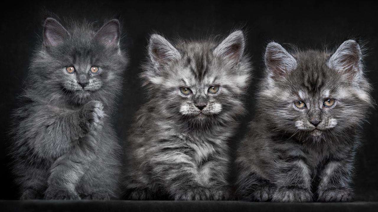 De 3 ori pisici puzzle online