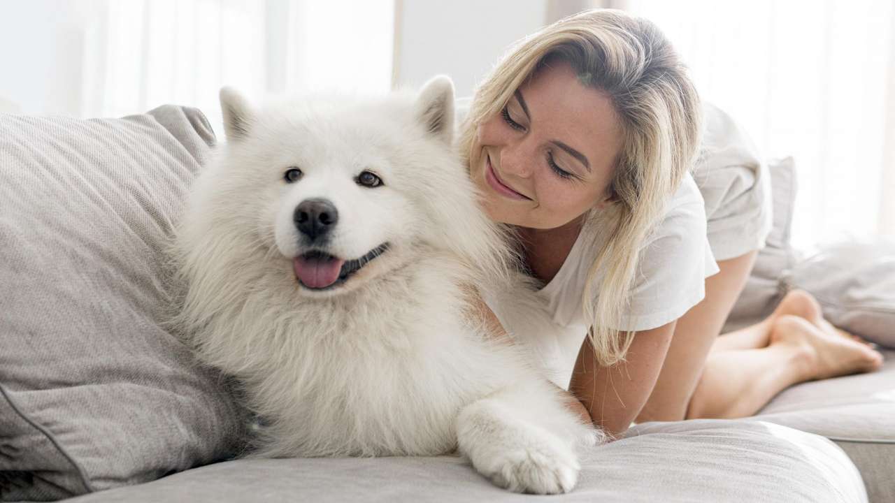 Samoyedo y su amante rompecabezas en línea