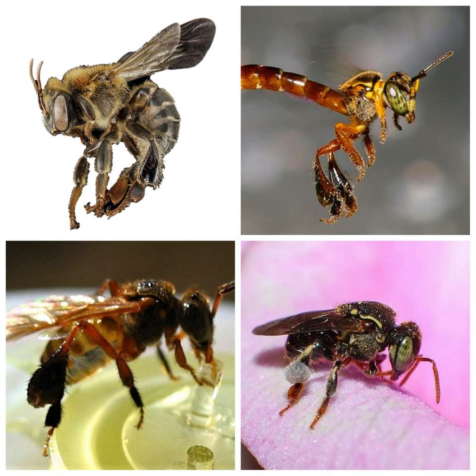 Bee-puzzel online puzzel