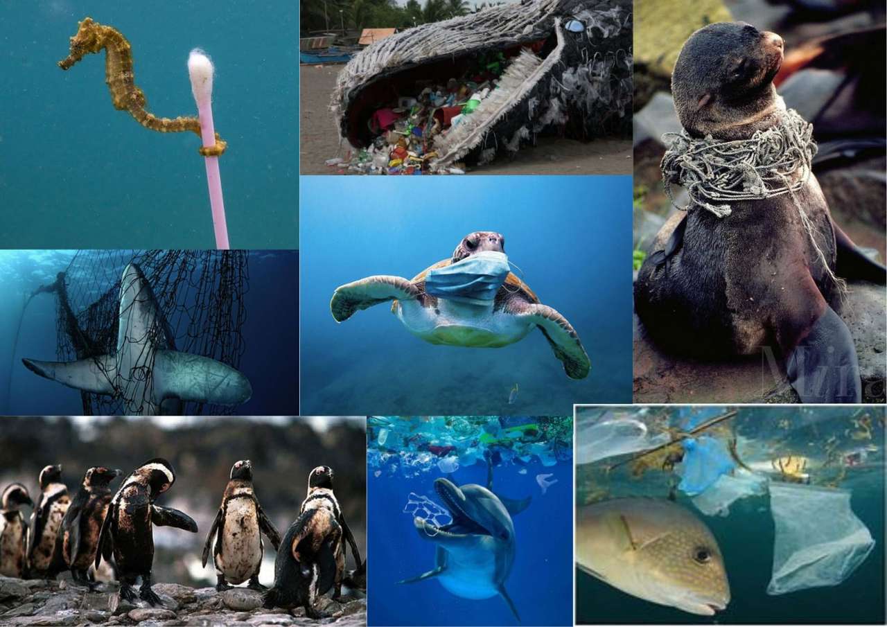 mořská zvířata online puzzle