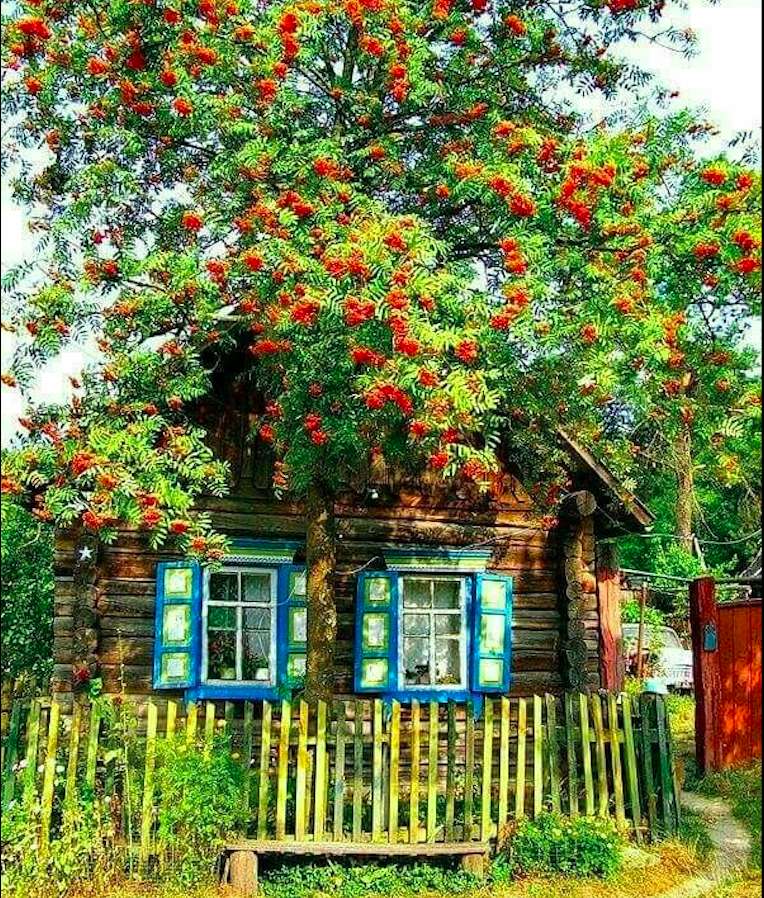 A country cottage under a rowan tree, a miracle jigsaw puzzle online