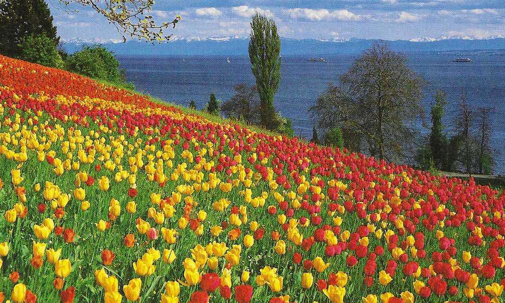 Prado de tulipas puzzle online