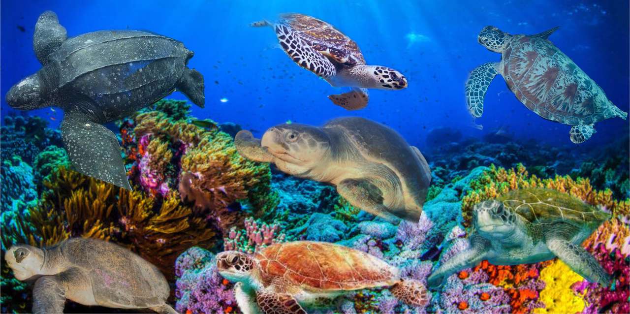 mořské želvy online puzzle