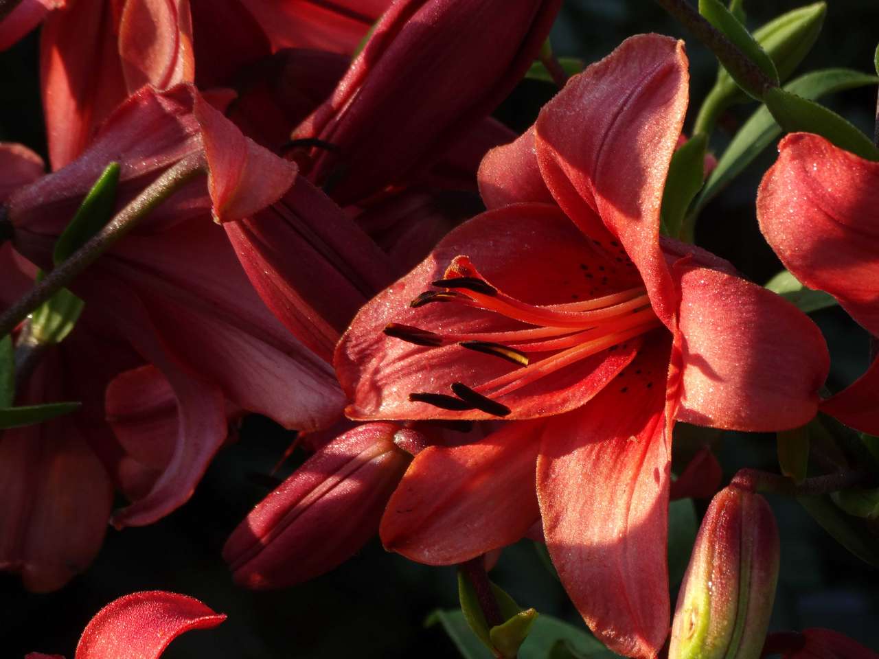 Lilie in voller Blüte Online-Puzzle