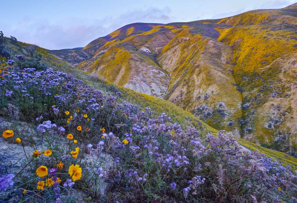 Wilde bloemen bij het Carr Plain National Monument legpuzzel online