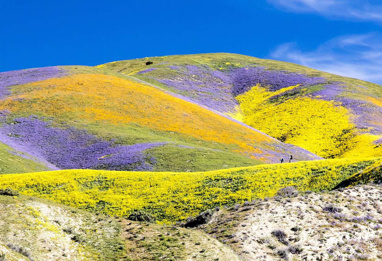 Wildflowers at the Carr Plain National Monument online puzzle