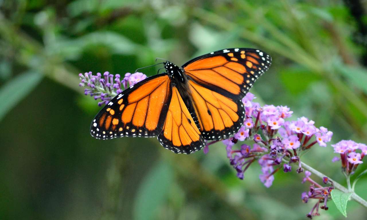 motýl mariosa skládačky online