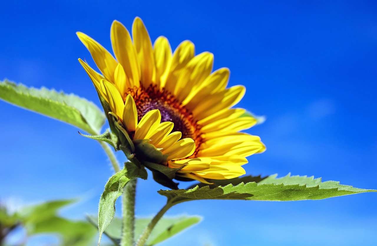 Слънчогледово цвете онлайн пъзел