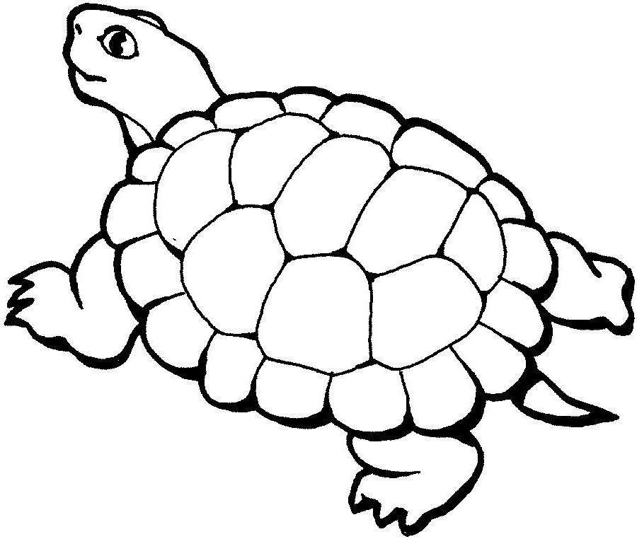 turtle_totuhga online puzzle