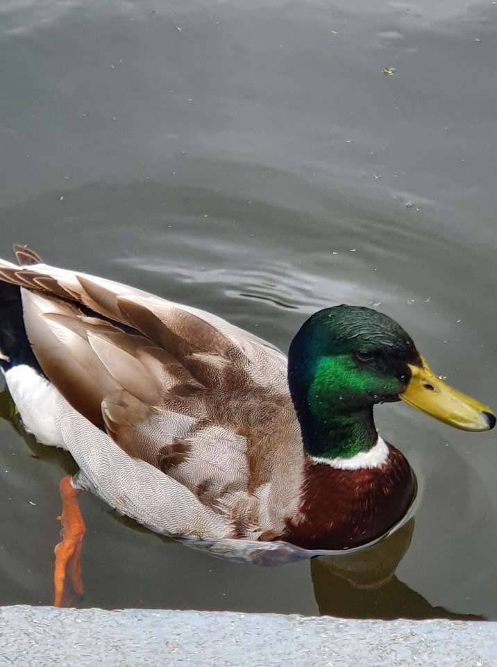 Canard dans le parc puzzle en ligne