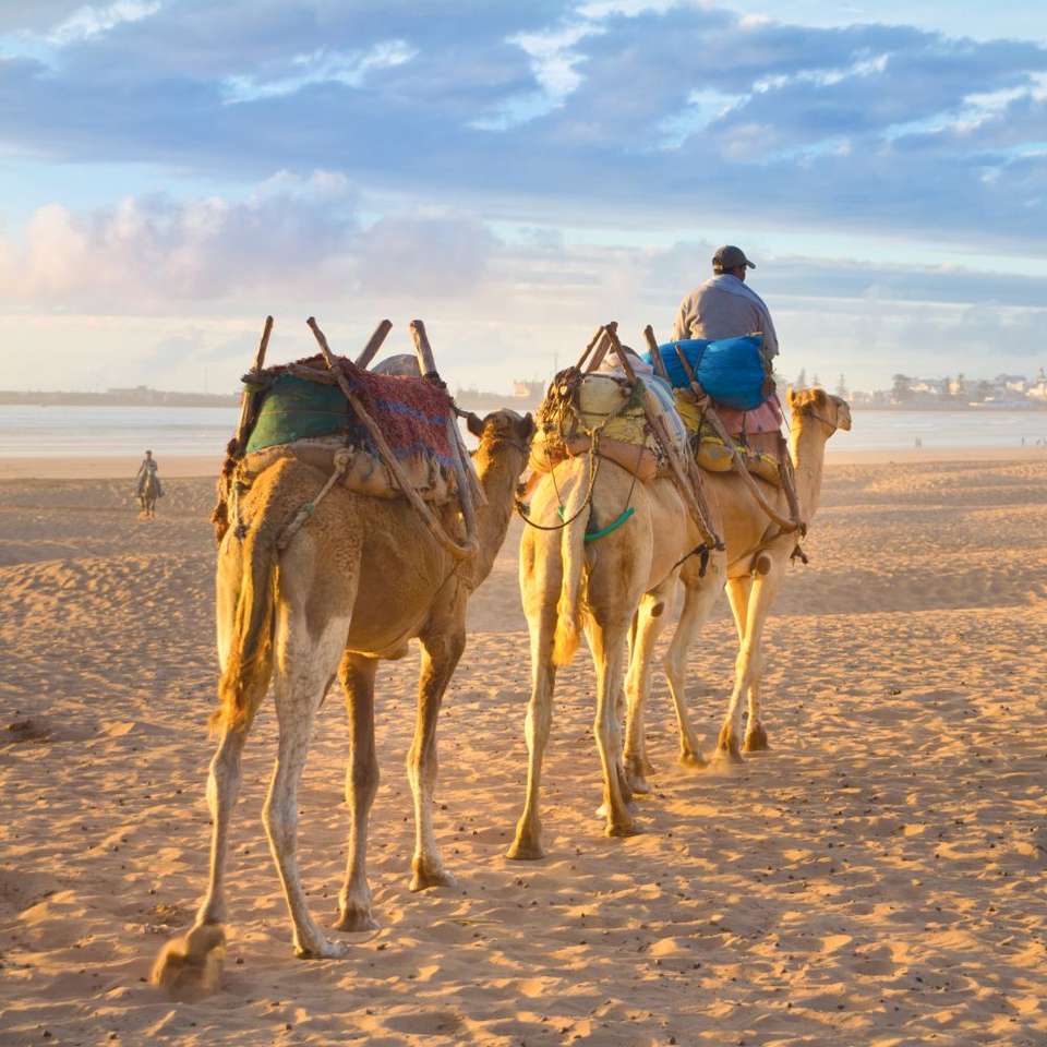 Верблюди в пустелі онлайн пазл