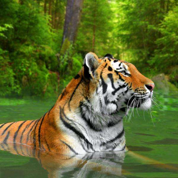 Nayeli-Tiger Puzzlespiel online