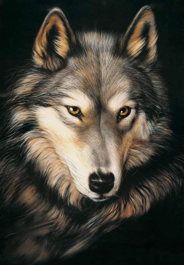 Bild- Wolf pussel på nätet