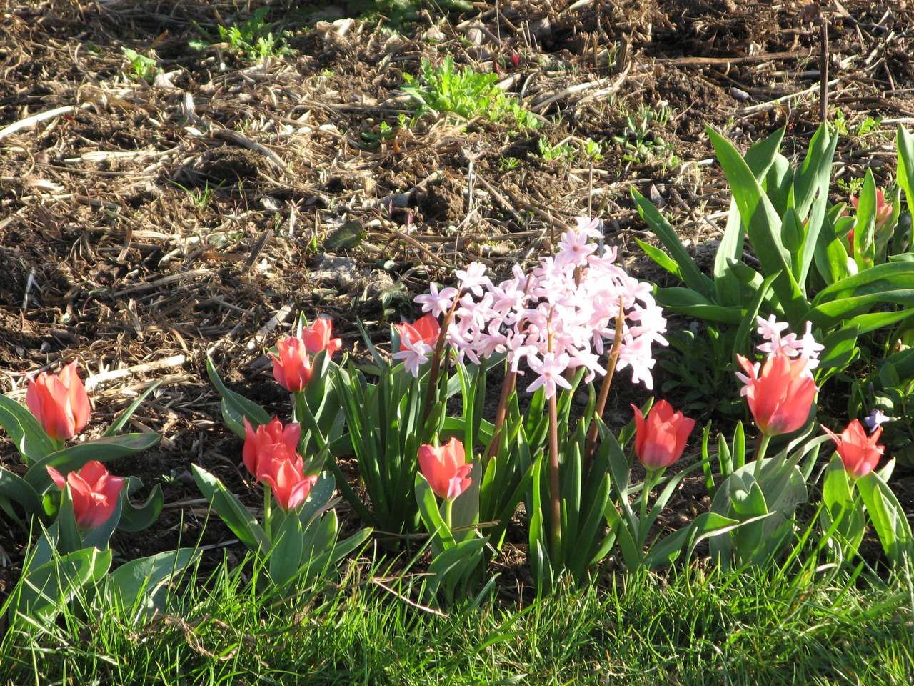 Primavera, tulipanes y jacintos rompecabezas en línea