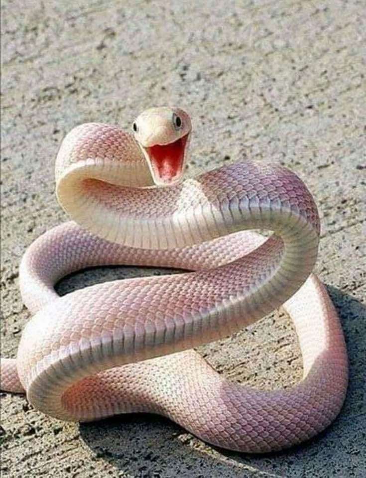 красива змія онлайн пазл