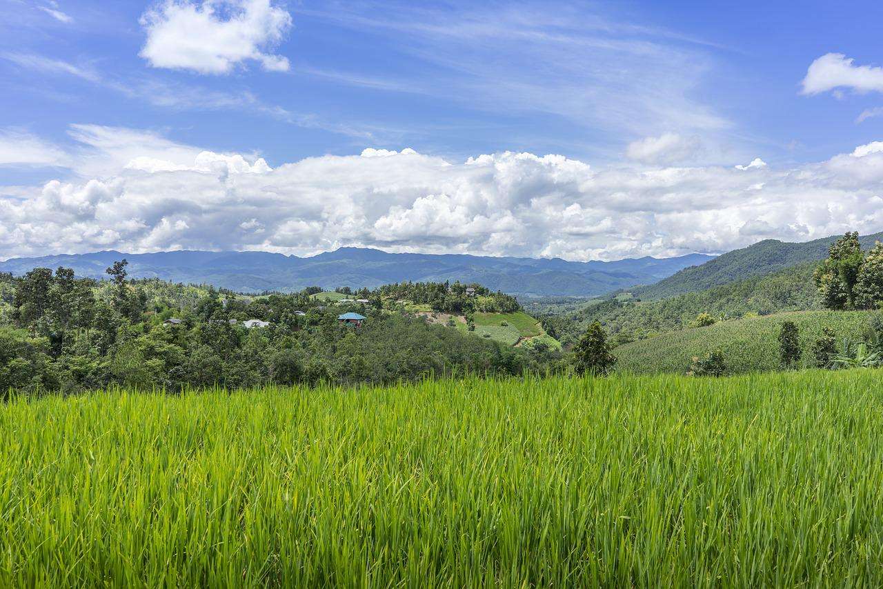 Floresta Rural Rural quebra-cabeças online