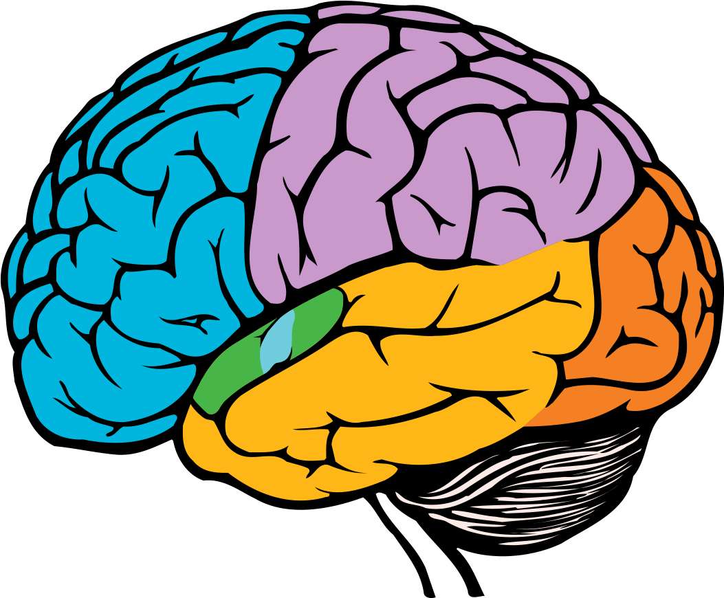 lobes du cerveau puzzle en ligne
