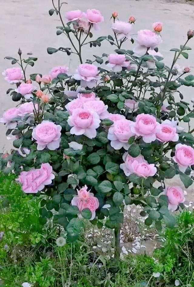 розов храст онлайн пъзел