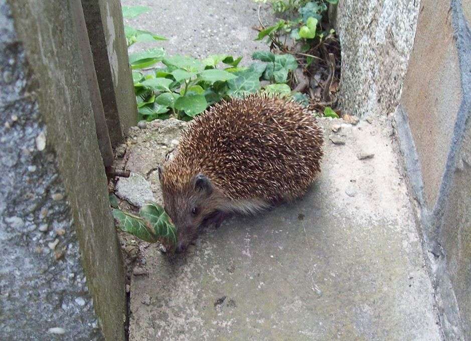 Hij kijkt naar de egel online puzzel