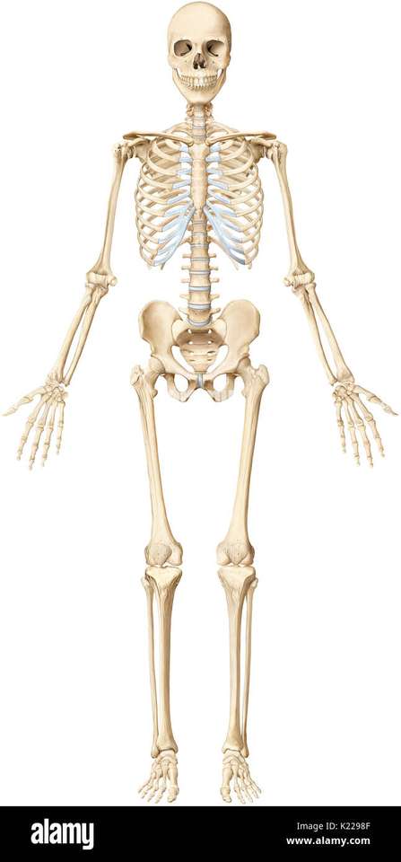 esqueleto humano rompecabezas en línea