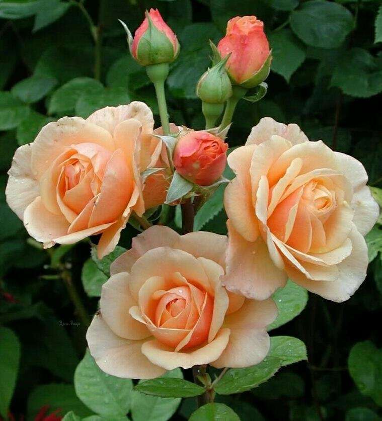 Αρωματικά τριαντάφυλλα online παζλ