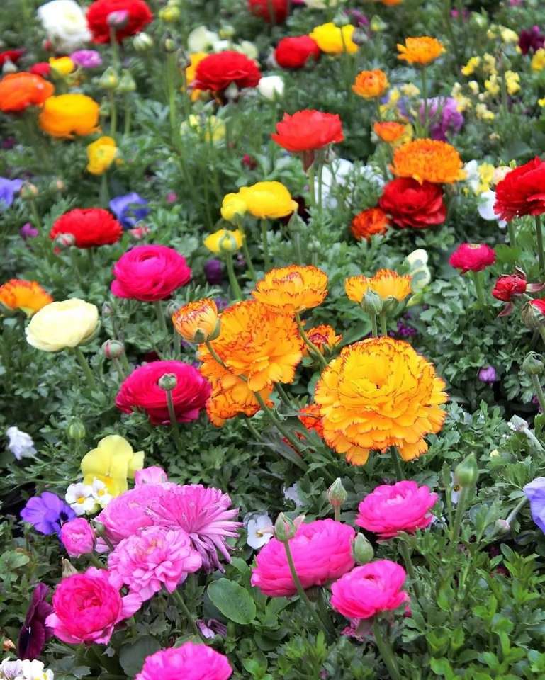 λιβάδι λουλουδιών παζλ online