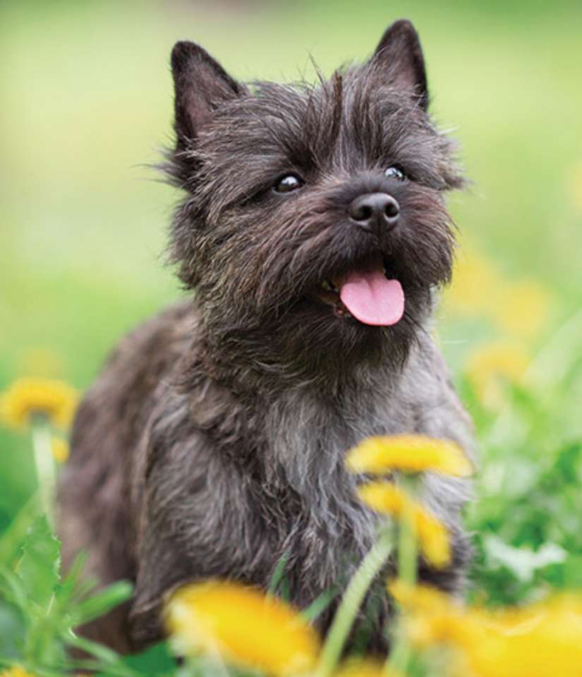 Cairn Terrier❤️❤️❤️❤️❤️ Pussel online