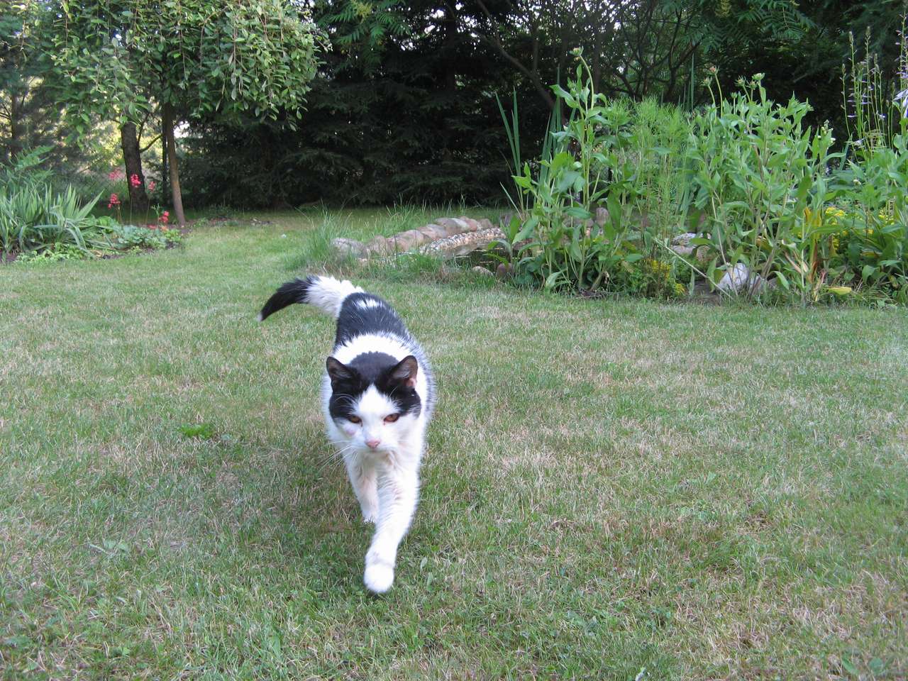 Коте в градината онлайн пъзел