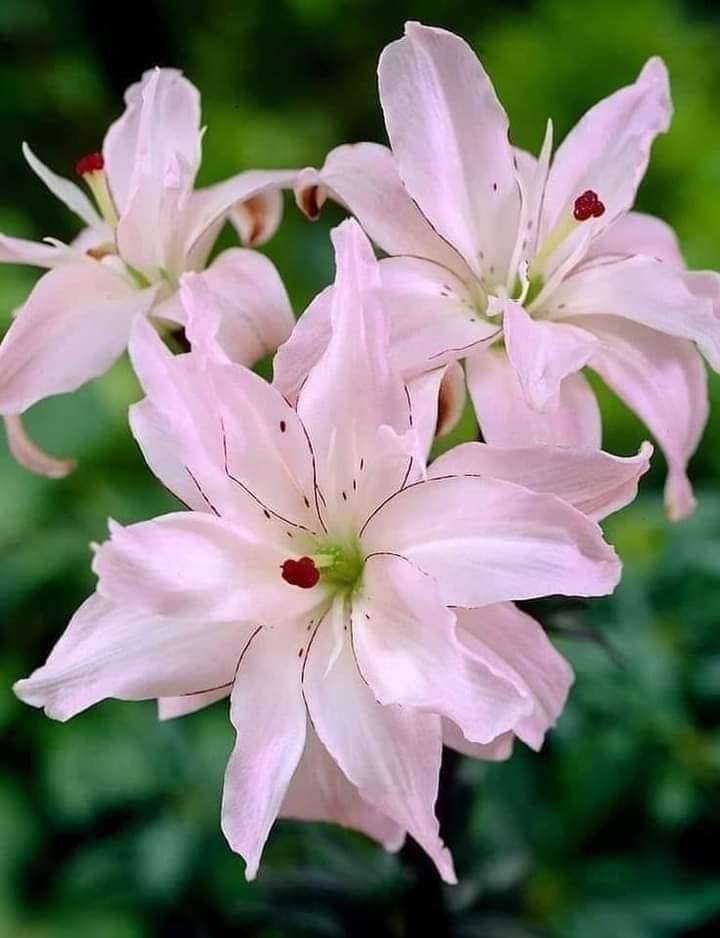 gyönyörű virág online puzzle