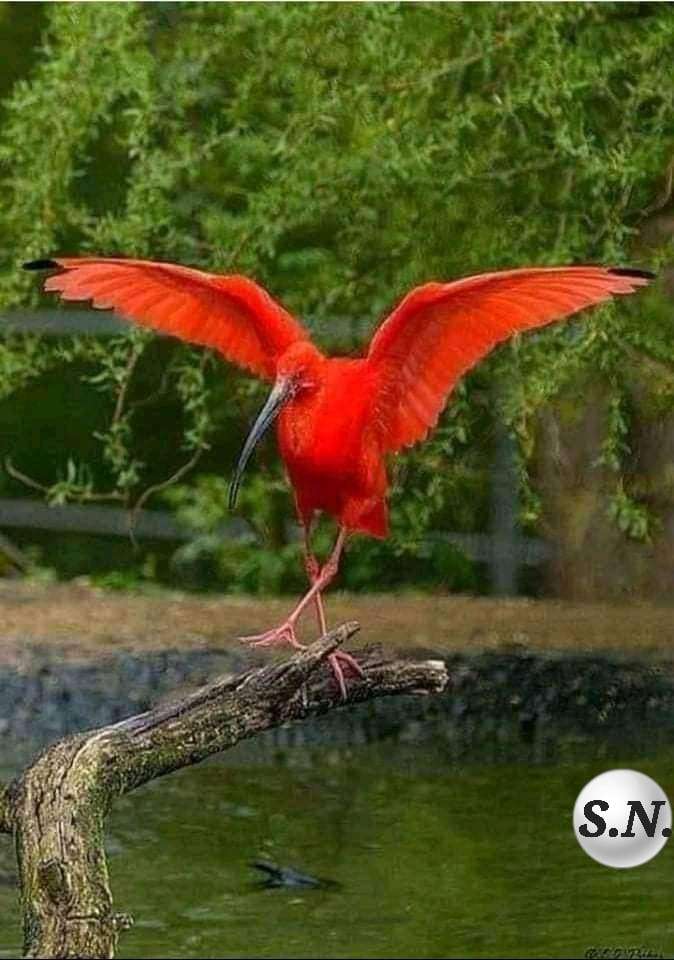 červený ibis online puzzle