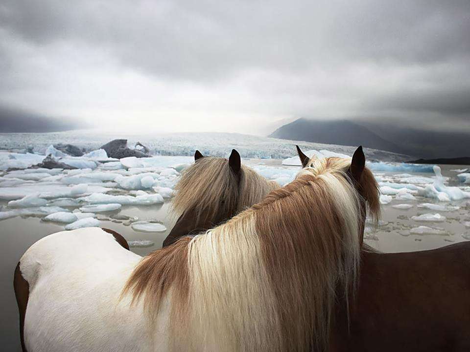 vackra hästar pussel på nätet