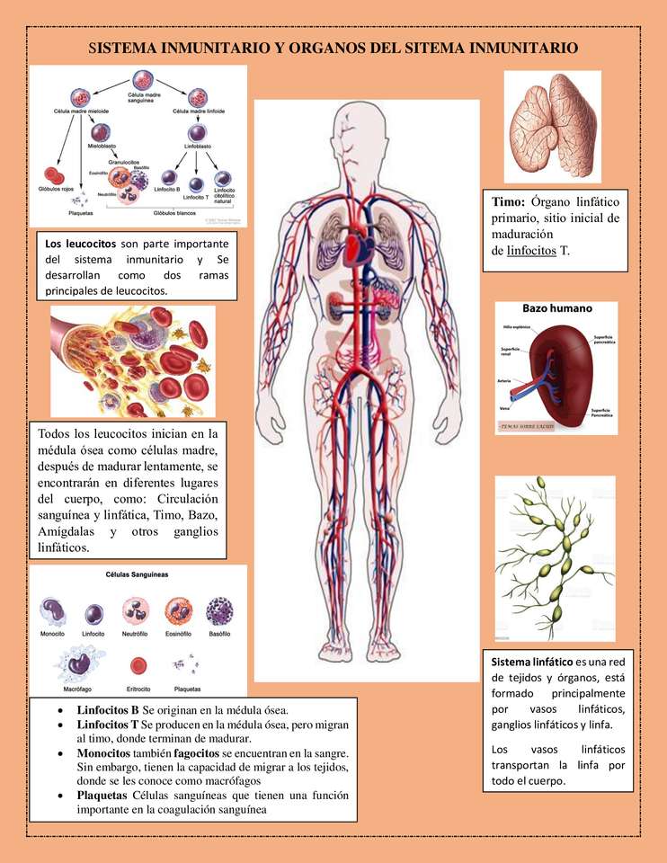 Иммунная система пазл онлайн