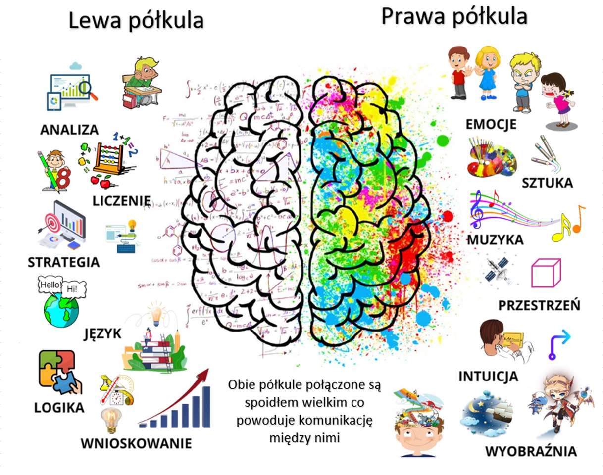 Menselijk brein - diagram legpuzzel online