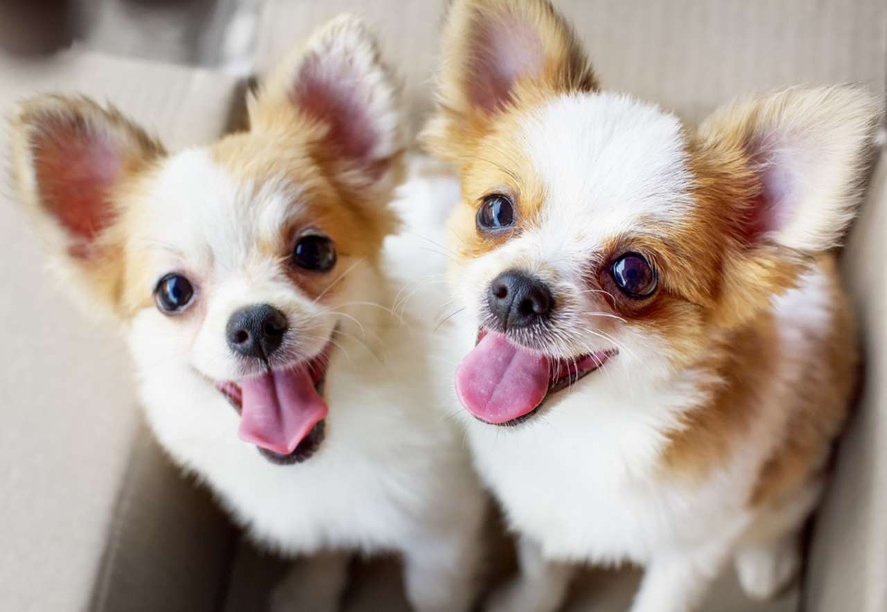 Μικροσκοπικά σκυλιά Τσιουάουα online παζλ