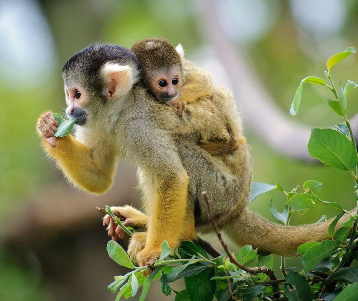 Саймирские обезьяны онлайн-пазл