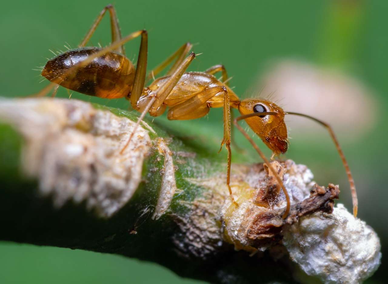 Мравка Anoplolepis gracilipes онлайн пъзел