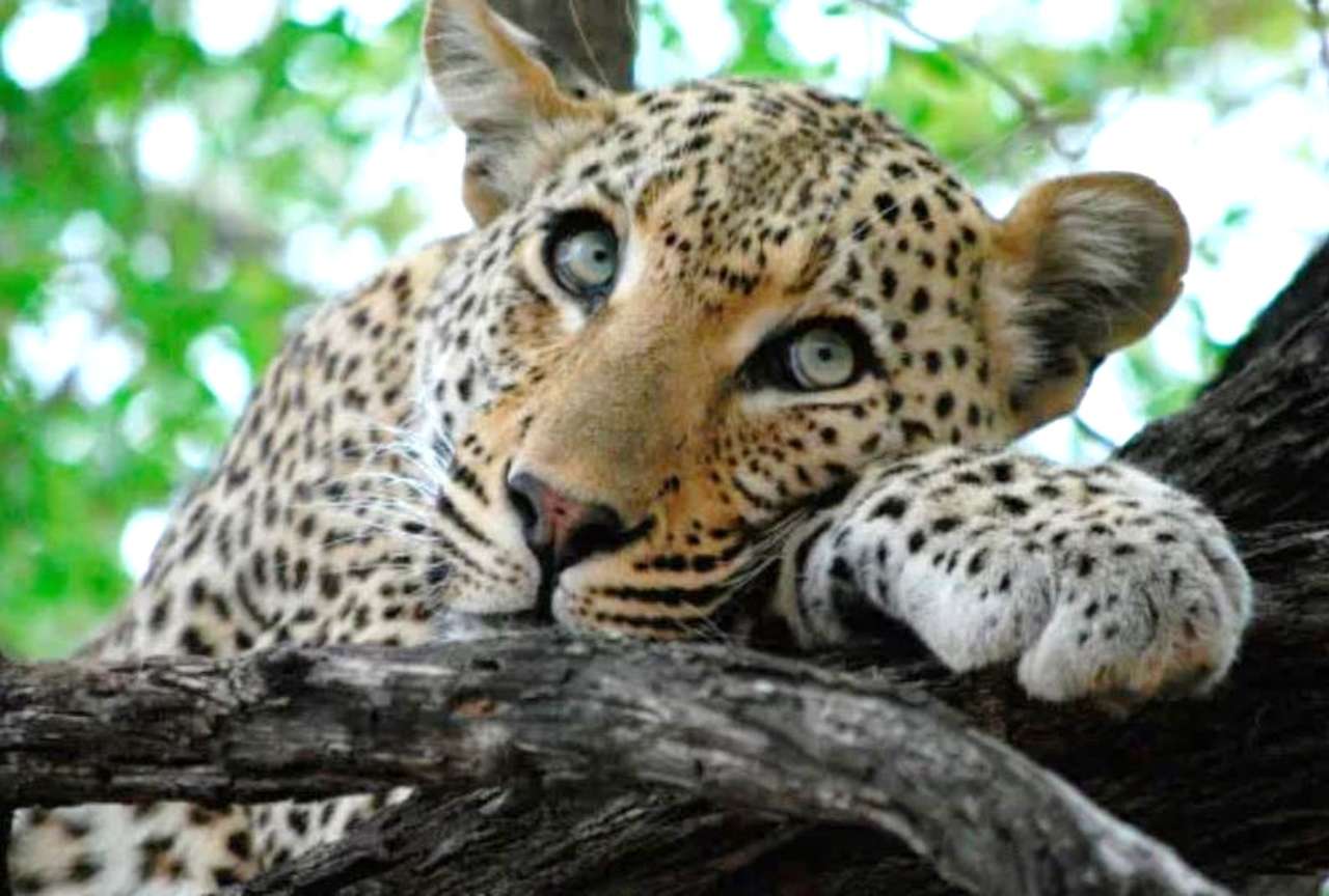 Afrikansk leopard - en vildkatt Pussel online