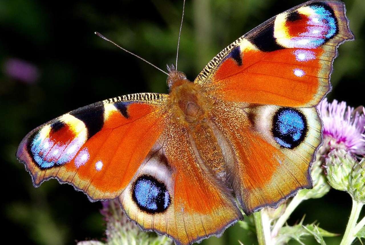 Бабочка - павлин русалка пазл онлайн
