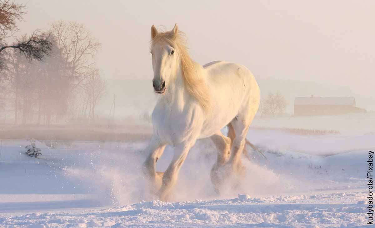 Weißes Pferd auf dem Schnee Online-Puzzle