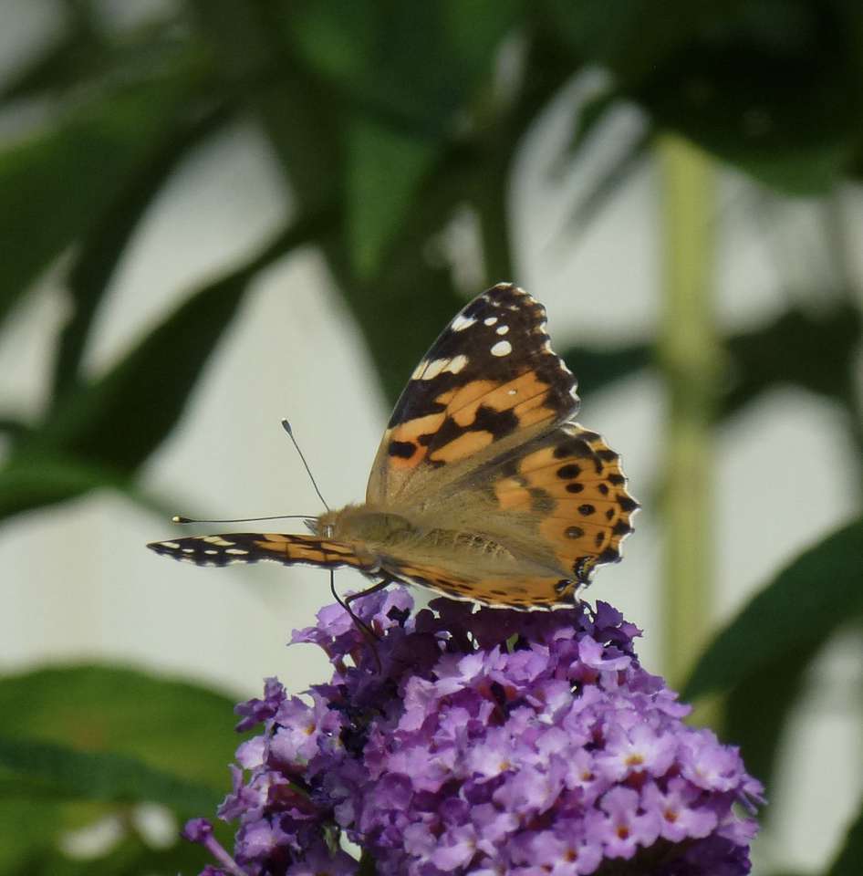 mariposa en lila rompecabezas en línea