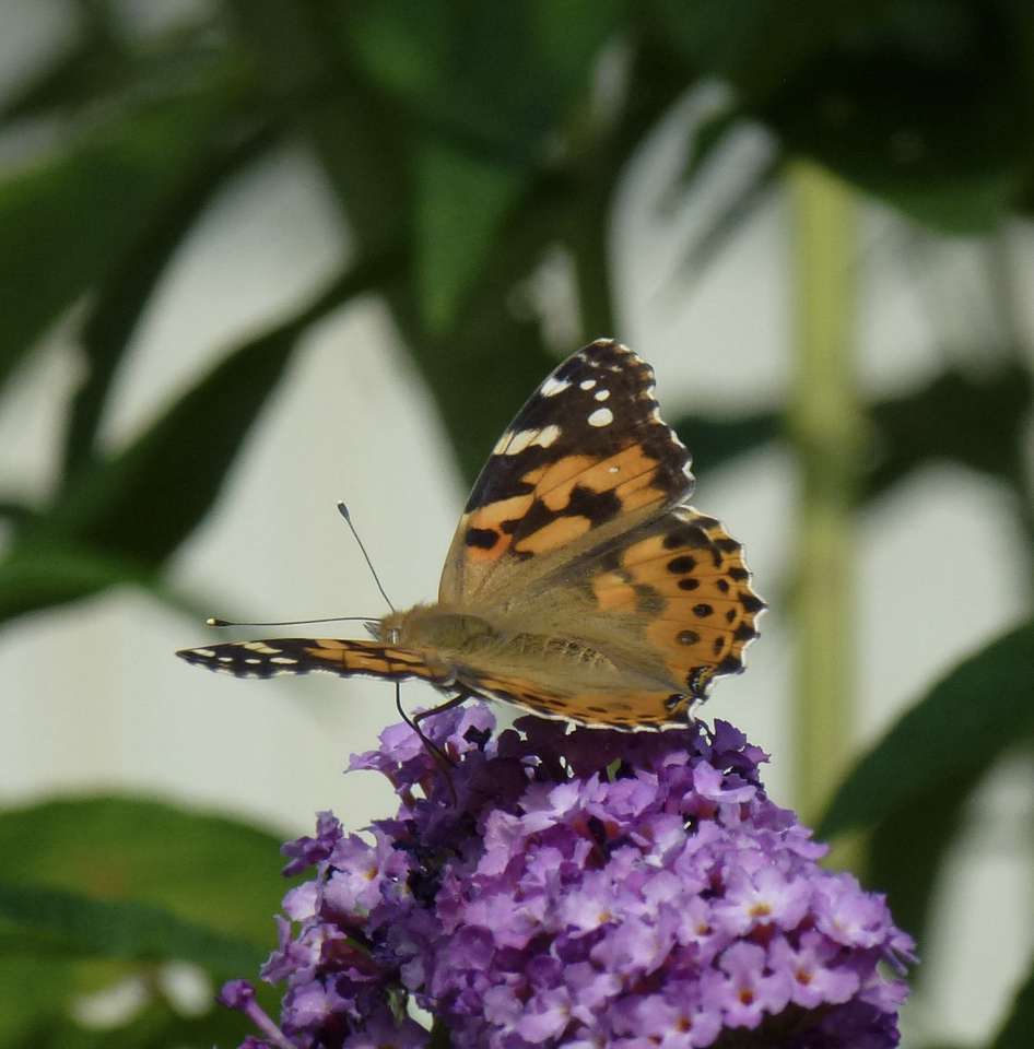 butterfly on lilac jigsaw puzzle online