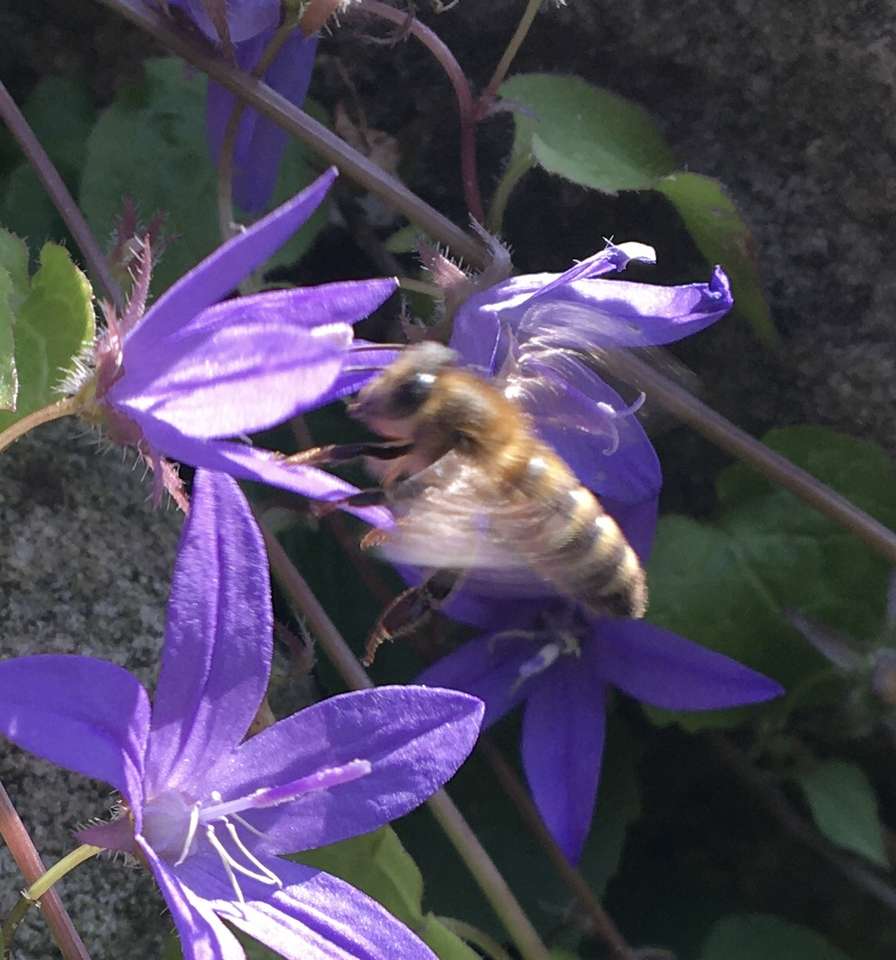 Μέλισσα και μπλε καμπάνες παζλ online