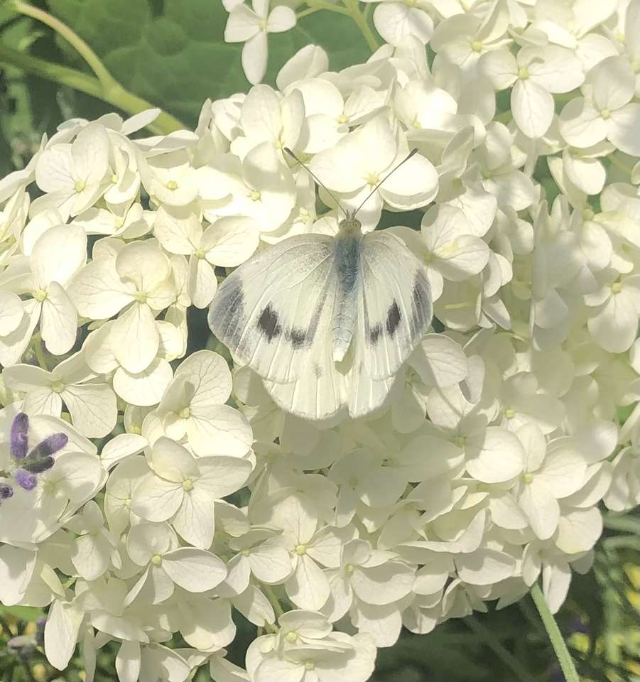 Vit på hortensia Annabelle Pussel online