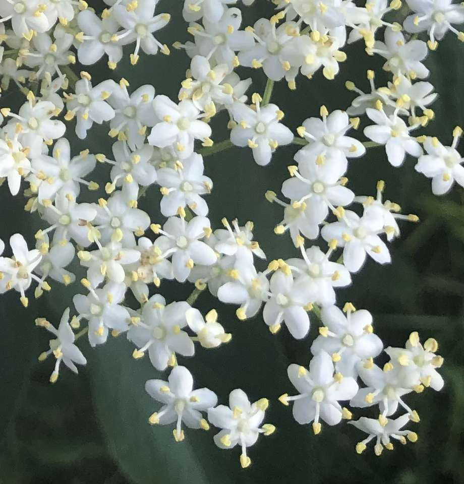 elderflower jigsaw puzzle online